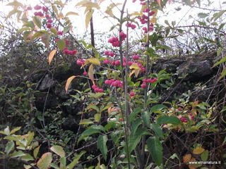 rderia-18-11-2012 12-22-31